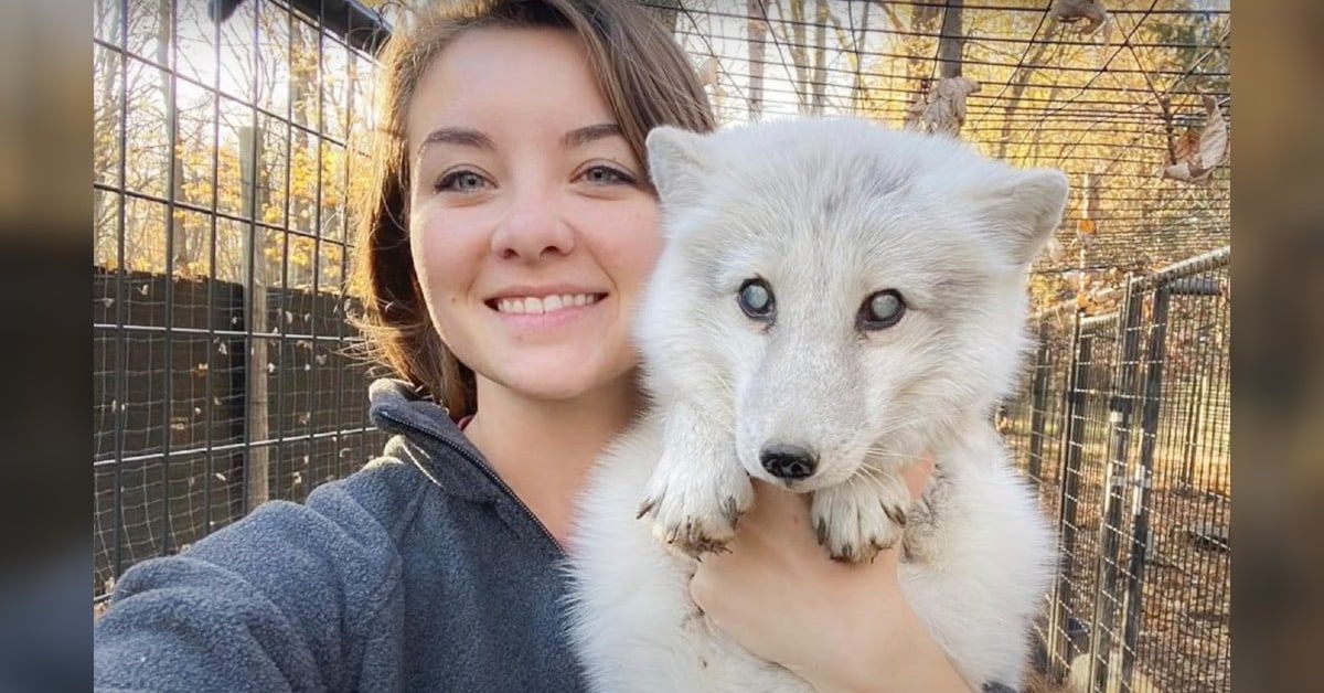 Woman sees elderly and blind Arctic fox dumped in dog shelter and jumps