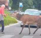 The story of an elderly guy who helped a scared deer to cross a busy road