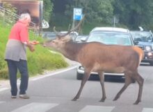 The story of an elderly guy who helped a scared deer to cross a busy road