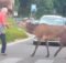 The story of an elderly guy who helped a scared deer to cross a busy road